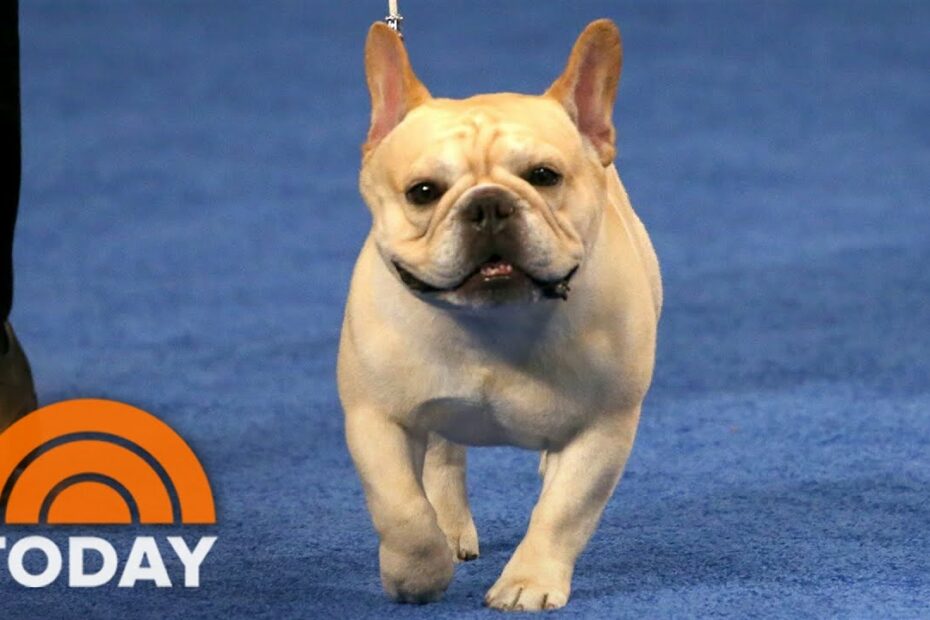 French Bulldog Stops By Today Fresh Off Win At National Dog Show - Youtube