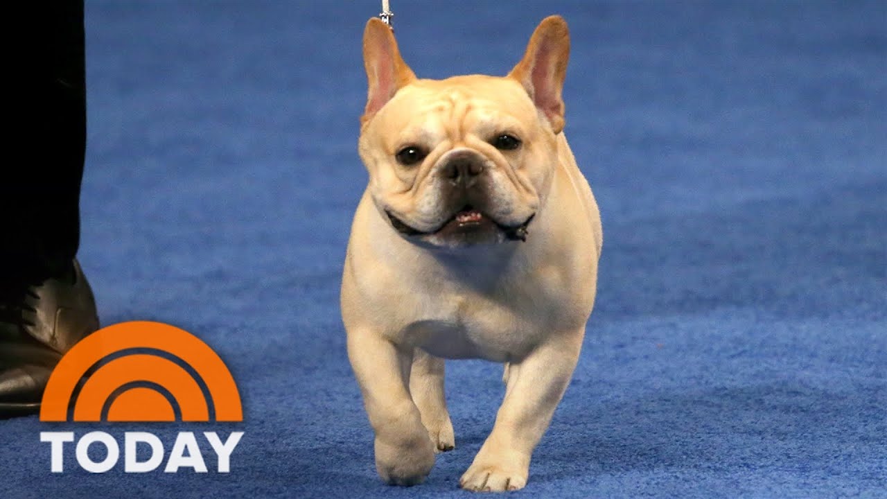 French Bulldog Stops By Today Fresh Off Win At National Dog Show - Youtube