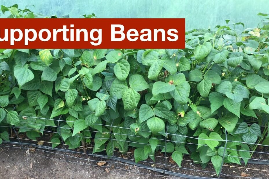 A Better Way To Support Beans - Youtube