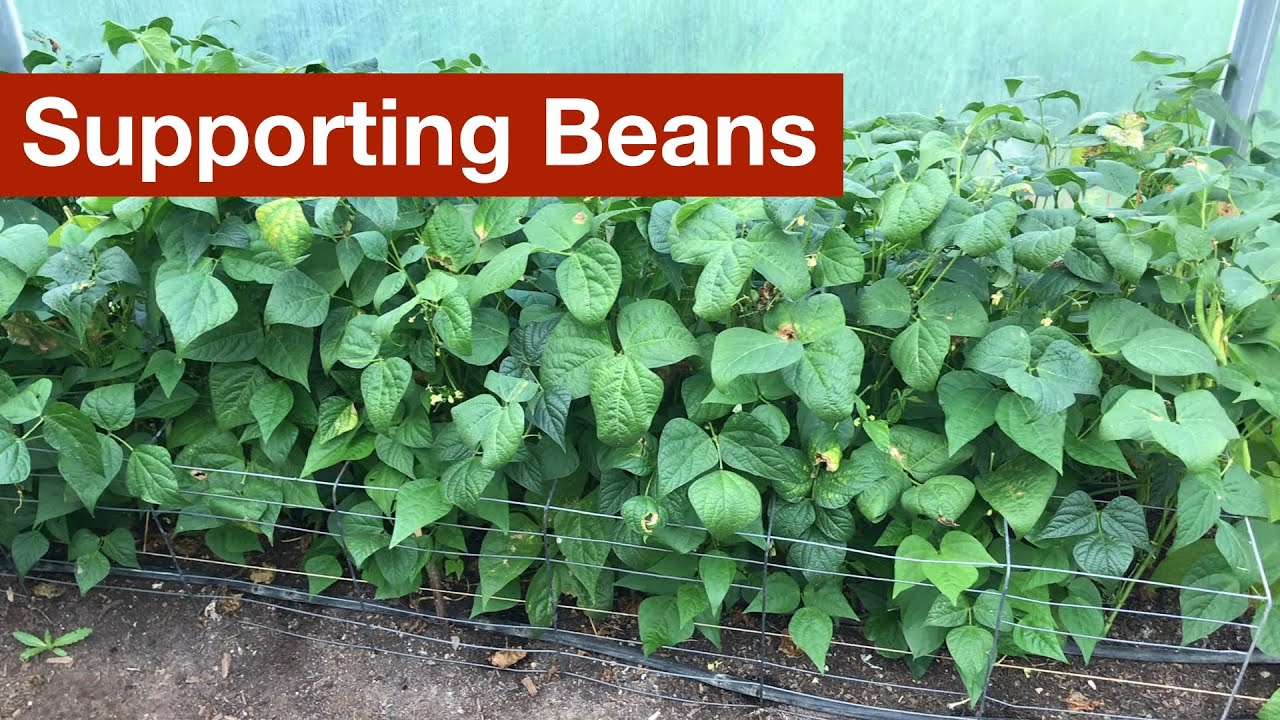 A Better Way To Support Beans - Youtube