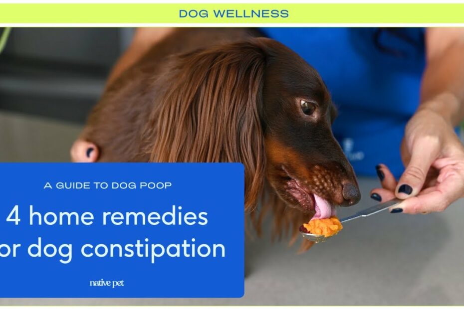 What Can I Give My Dog For Constipation? 5 Home Remedies – The Native Pet