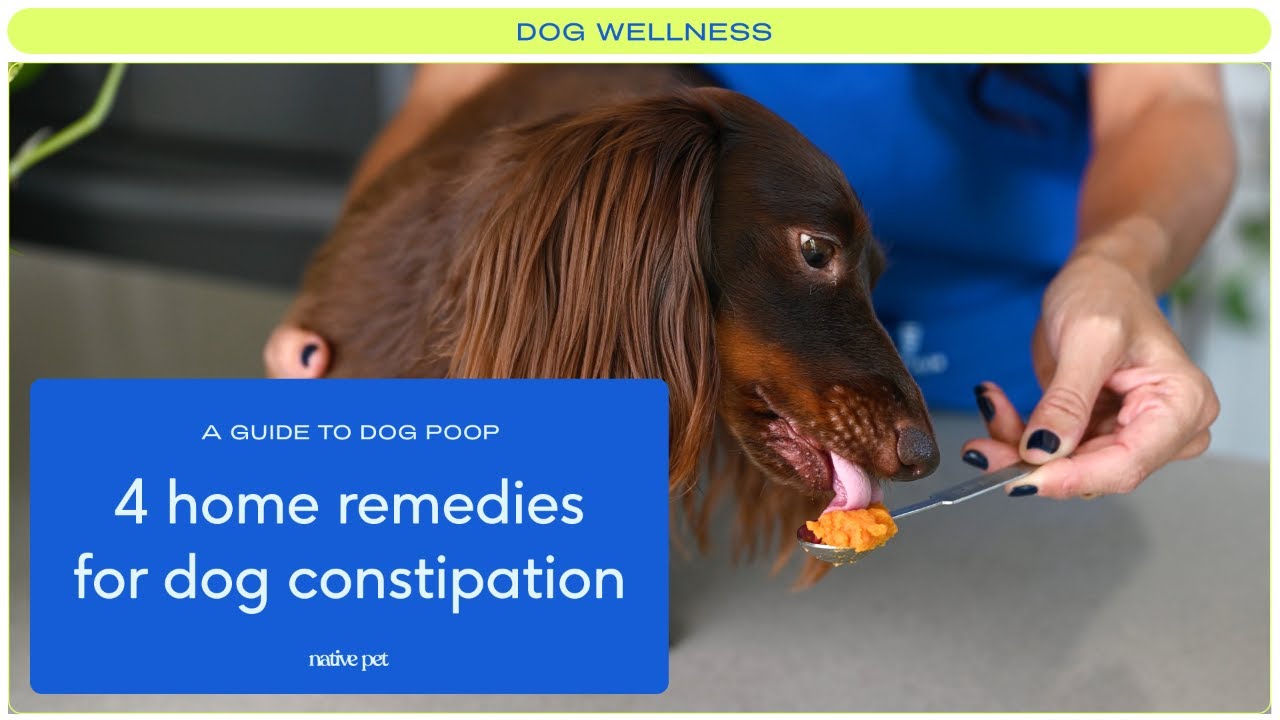 What Can I Give My Dog For Constipation? 5 Home Remedies – The Native Pet