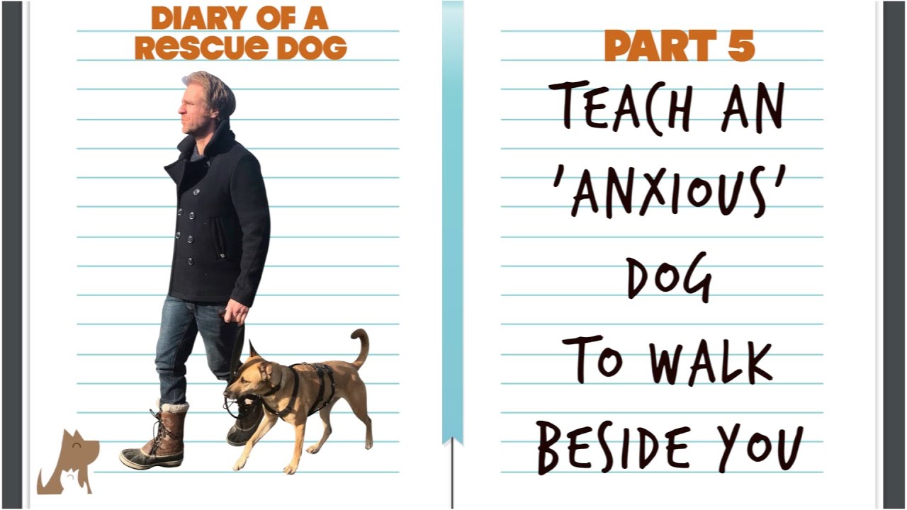 How To Teach An Anxious Dog To Walk Beside You - Diary Of A Rescue Dog Pt 5  (Vlog) - Youtube