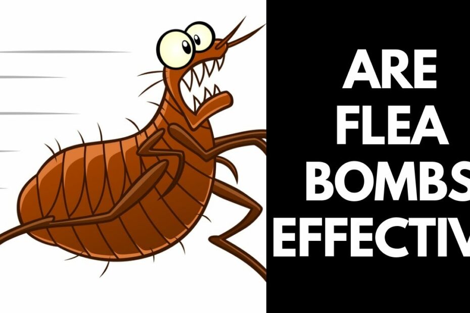 Are Flea Bombs Effective? 【2020】Do Flea Bombs Really Work? - Youtube