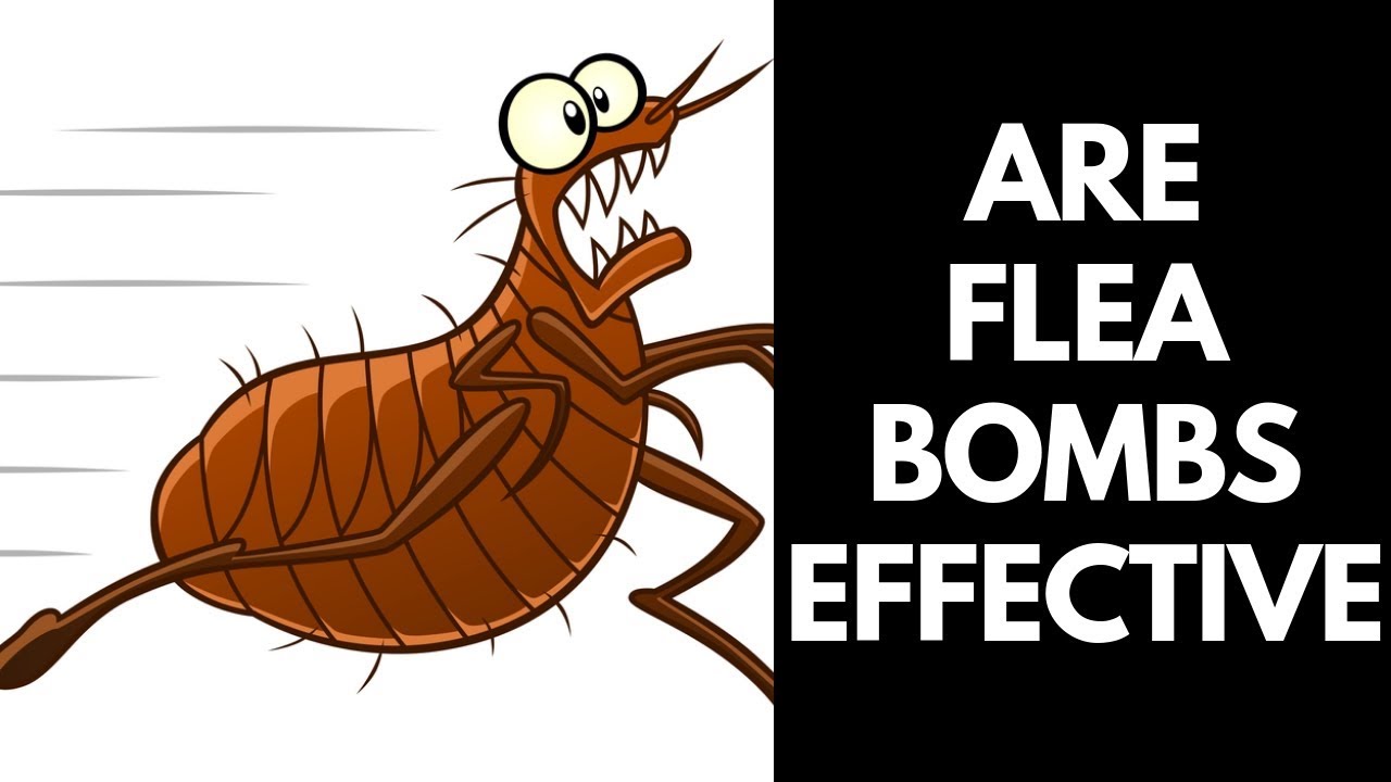 Are Flea Bombs Effective? 【2020】Do Flea Bombs Really Work? - Youtube