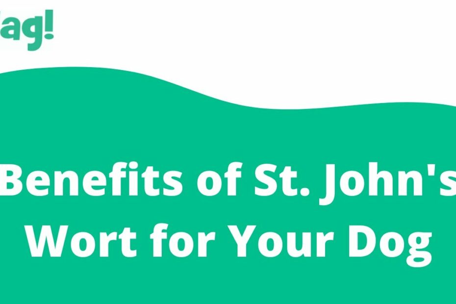 Benefits Of St. John'S Wort For Your Dog