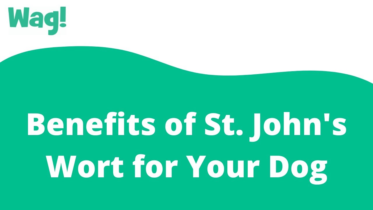Benefits Of St. John'S Wort For Your Dog