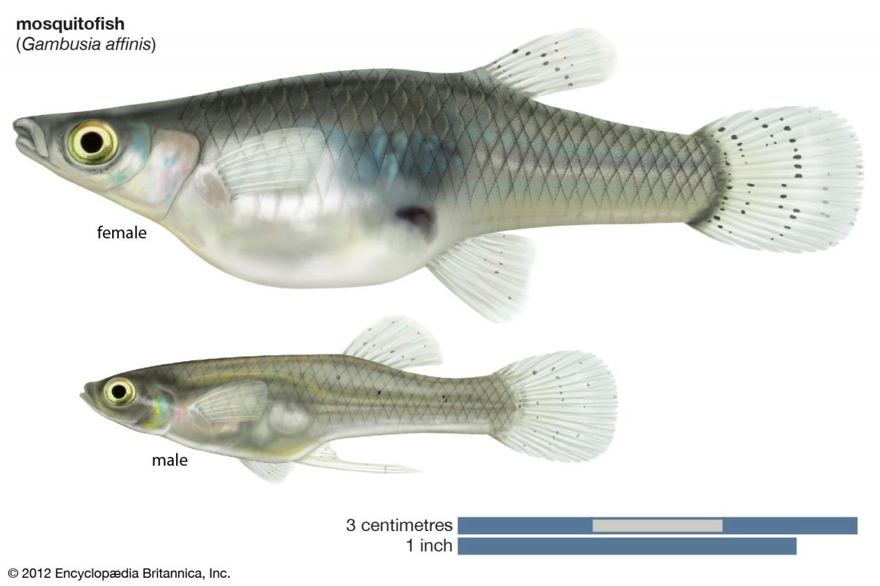 Fish - Migration, Communication, Adaptation | Britannica