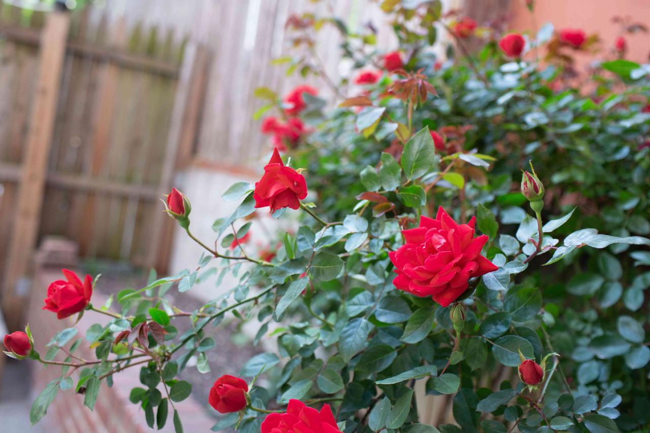 How To Fertilize Roses For Beautiful Flowering Bushes