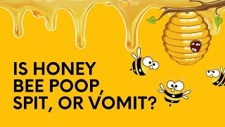 Is Honey Bee Poop, Spit, Or Vomit? Truths About Honey