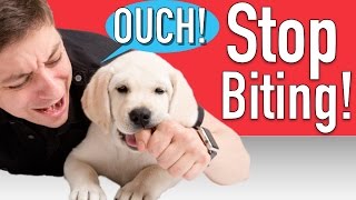 How To Train Your Puppy To Stop Biting - Youtube