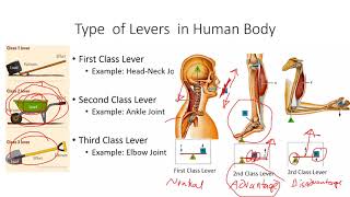 Introduction To Human Biomechanics - External Forces - Physiopedia