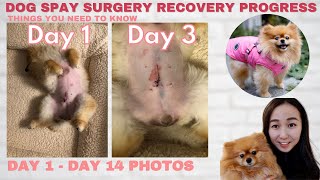 Dog Spay Recovery Progress Day By Day & Helpful Tips - Youtube