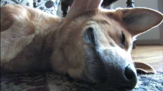 Viral Dog Neck Scratch & Smile - Youtube