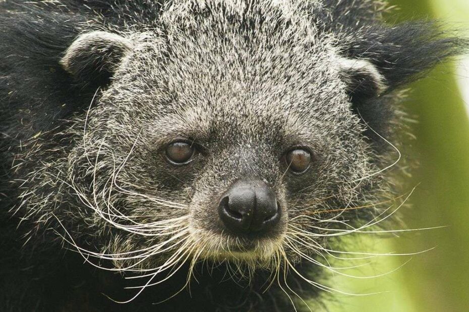 Binturongs Smell Like Hot, Buttery Popcorn — Now We Know Why | Howstuffworks