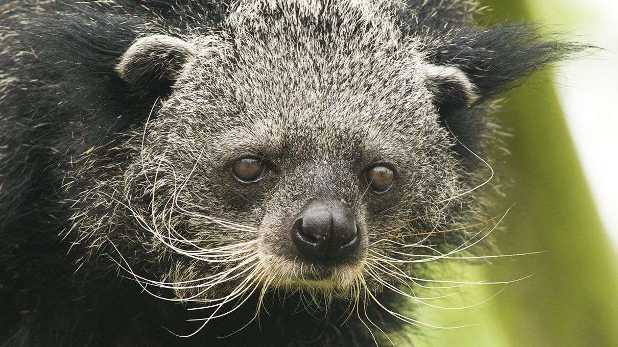 Binturongs Smell Like Hot, Buttery Popcorn — Now We Know Why | Howstuffworks