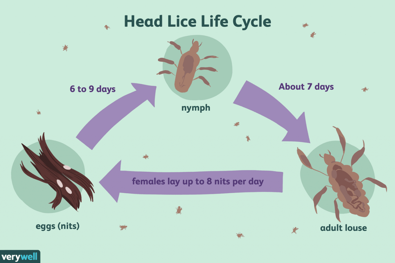 Head Lice: Coping And Support