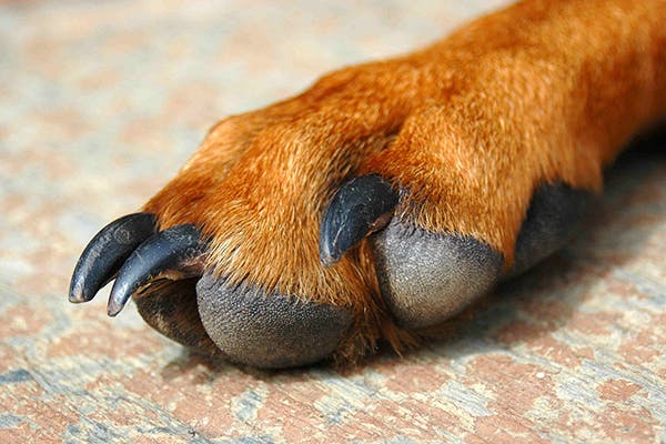 Paw Pad Issues And Injuries In Dogs - Symptoms, Causes, Diagnosis,  Treatment, Recovery, Management, Cost