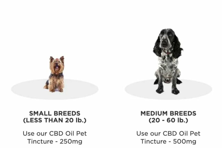 How Long Does Cbd Last In A Dog'S System? - 2023 [ September ] - Cbdfx.Com