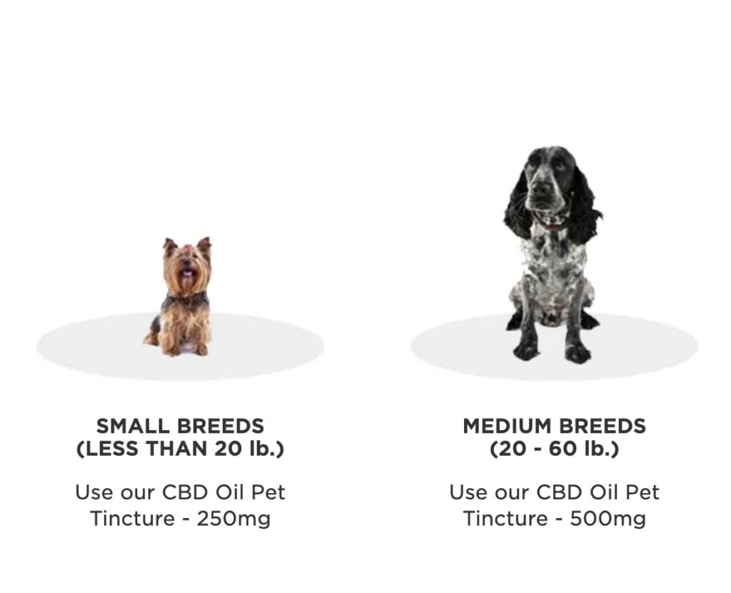 How Long Does Cbd Last In A Dog'S System? - 2023 [ September ] - Cbdfx.Com