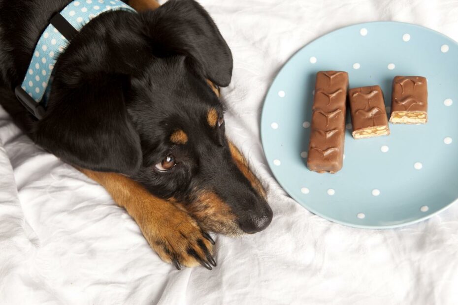 Chocolate Poisoning In Dogs