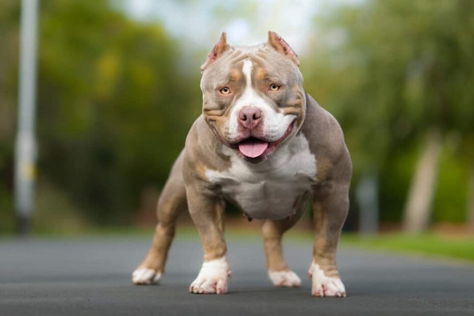 Pocket Bully: Dog Breed Characteristics & Care