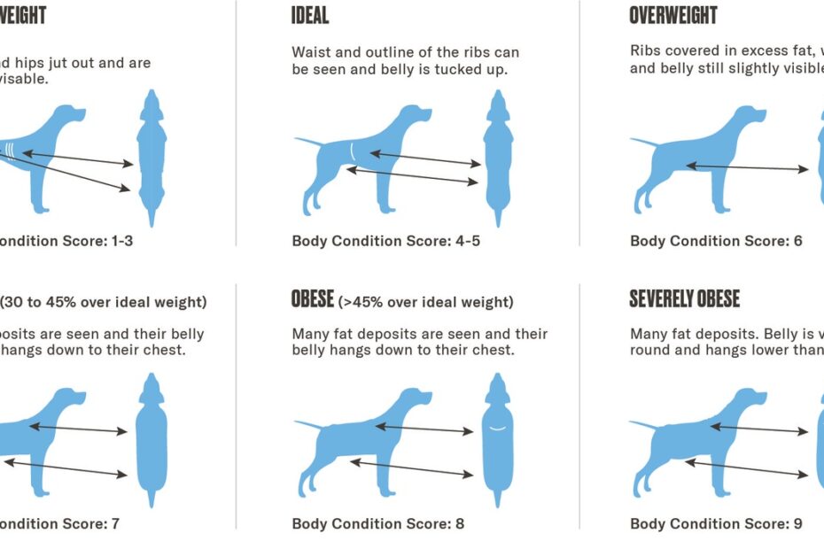 Overweight And Dog Weight Loss Plan - Nom Nom