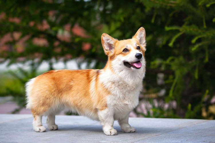 How Much Does A Pembroke Welsh Corgi Cost? 2023 Price Guide | Hepper