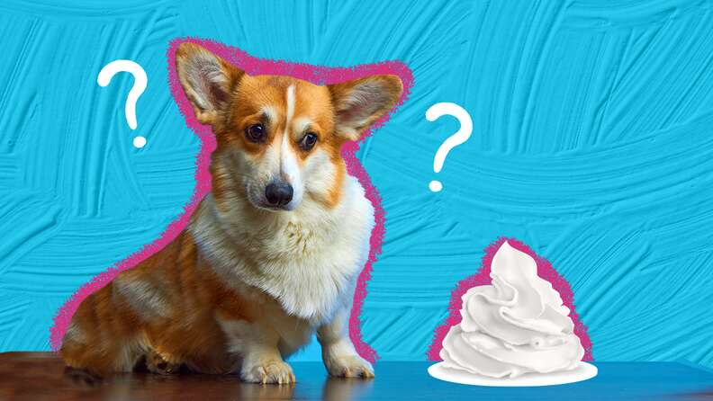 Can Dogs Eat Whipped Cream? A Veterinary Nutritionist Weighs In - Dodowell  - The Dodo