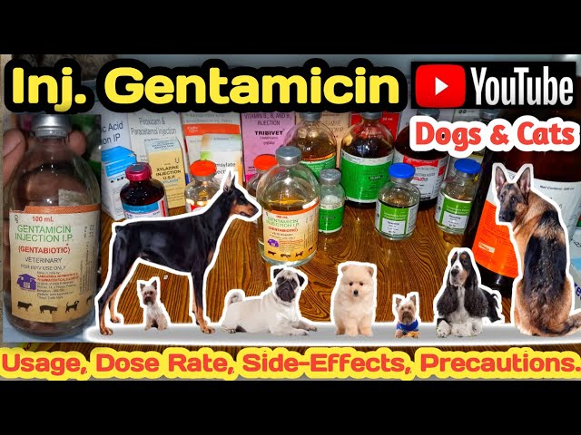 Gentamicin Injection For Dogs & Cats | Antibiotic For Dogs |  Usage,Dosage,Side-Effects Etc | #Dogs - Youtube