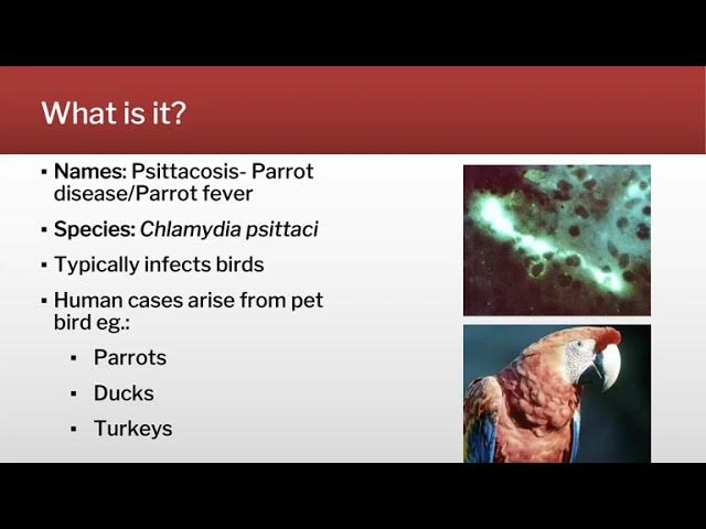 Parrot Fever - Psittacosis - Youtube