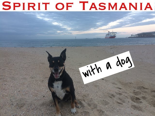 The Spirit Of Tasmania - Crossing With Dogs - Youtube