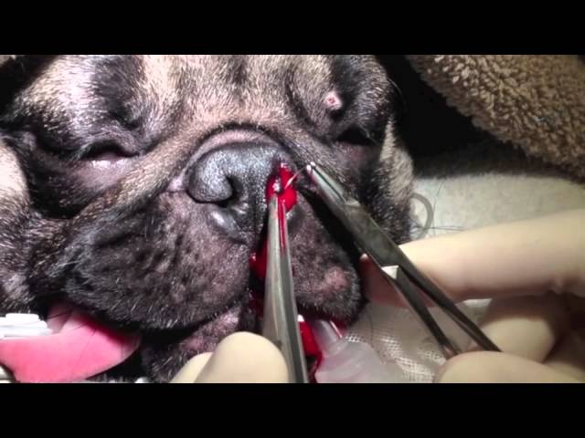 Surgically Correcting Stenotic Nares - Youtube