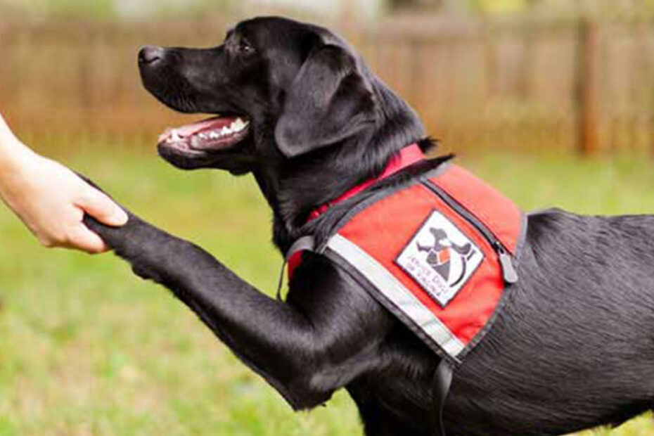 Man'S Best Friend On Duty! All About Service Dogs For The Disabled