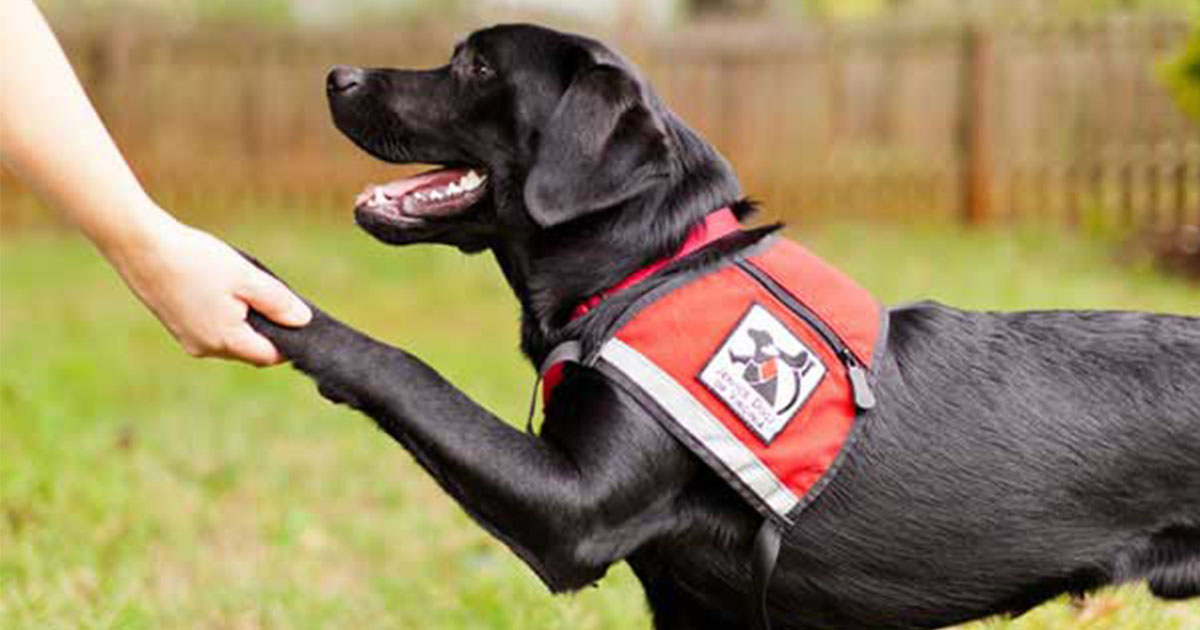 Man'S Best Friend On Duty! All About Service Dogs For The Disabled