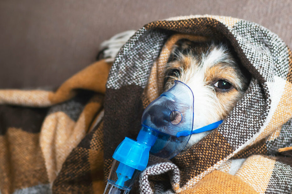 My Dog Is Coughing And Wheezing: What Should I Do? | Dutch