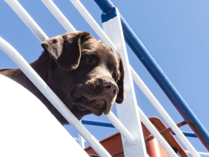 Can I Take My Dog On The Ferry? | Petspyjamas