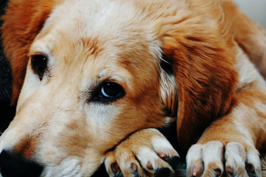 15 Signs A Dog Is Dying: What To Do When Your Dog'S Health Declines -  Pethelpful