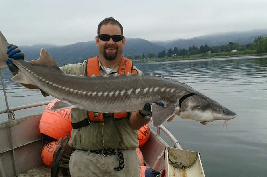 As Caviar Prices Skyrocket, Sturgeon Poachers Invade Pacific Northwest :  The Salt : Npr