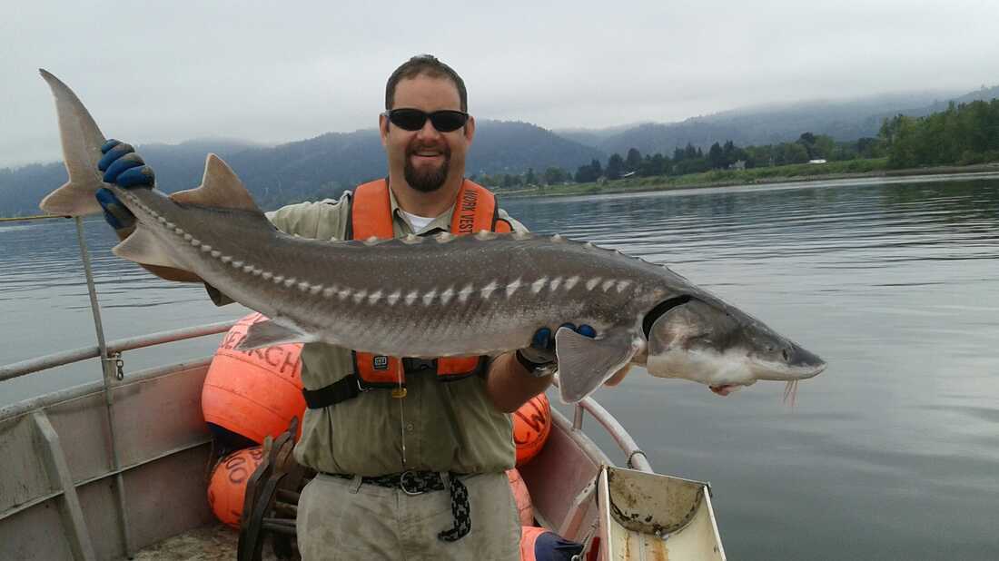 As Caviar Prices Skyrocket, Sturgeon Poachers Invade Pacific Northwest :  The Salt : Npr