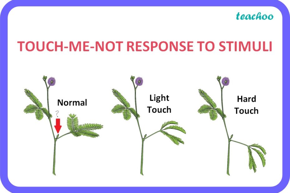 Class 10] What Is The Response To Stimuli In Plants? - Teachoo