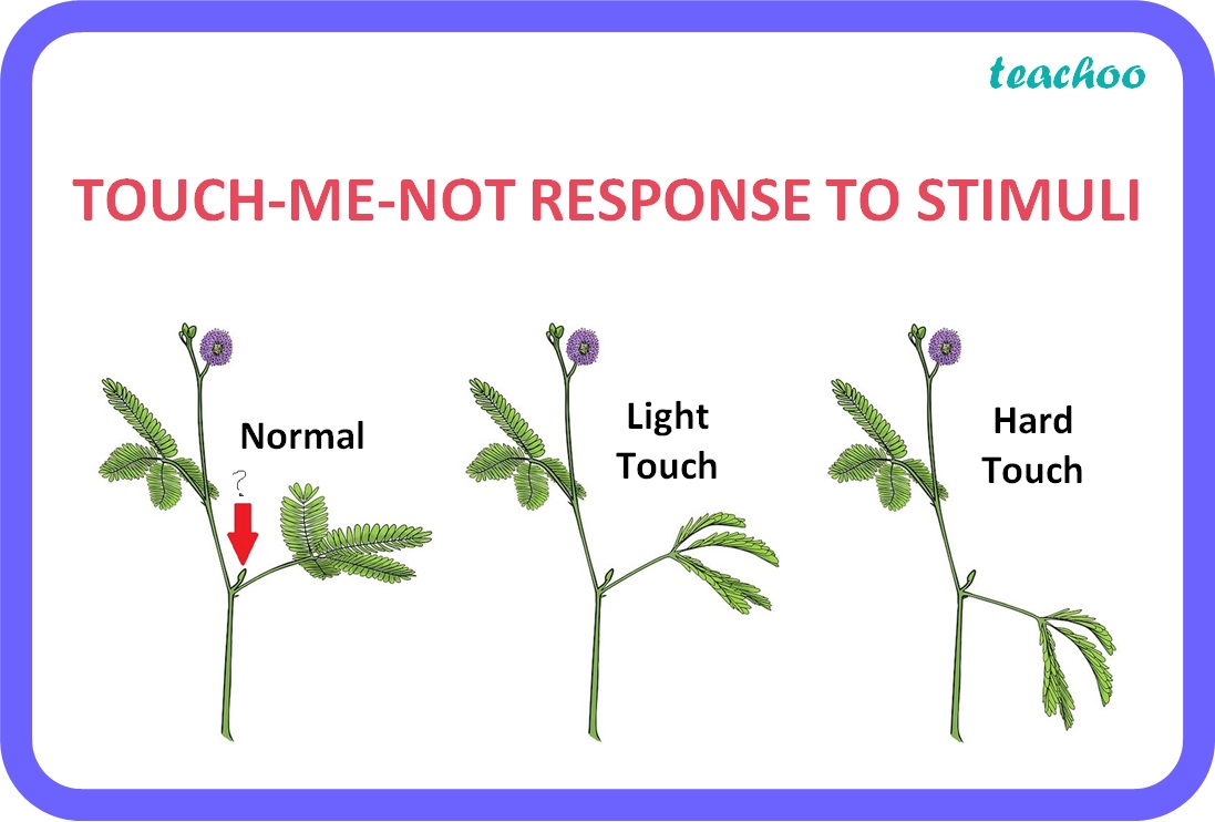 Class 10] What Is The Response To Stimuli In Plants? - Teachoo