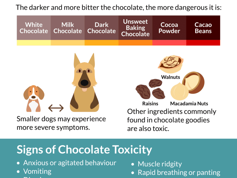 Signs Of Chocolate Toxicity In Your Dog - Bc Spca