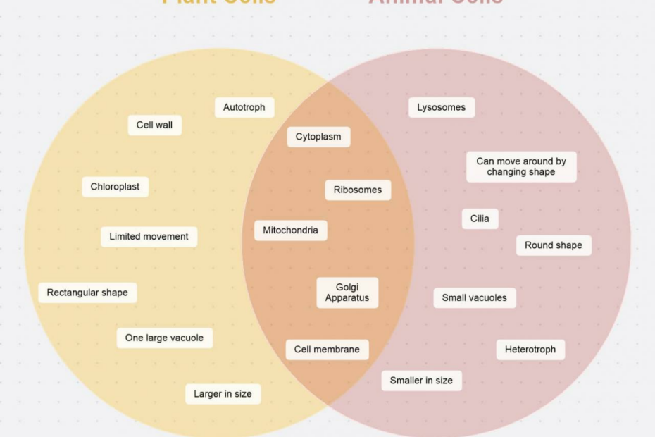 What Is A Venn Diagram And How To Make One? | Mindmanager