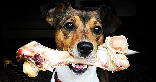 What Bones Can Dogs Eat? It'S A Little More Complicated Than You Thought