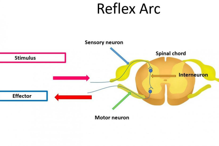 Reflex Arc: Definition, Simple Reflex Arc, And Diagram - Science A Plus