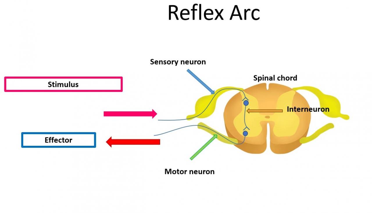 Reflex Arc: Definition, Simple Reflex Arc, And Diagram - Science A Plus