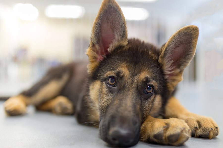 German Shepherds: What To Know Before Adopting One | Aspca Pet Health  Insurance