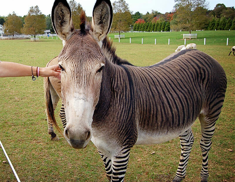 Zonkeys, Hinnies And Zebrasses (Oh My) - Modern Farmer