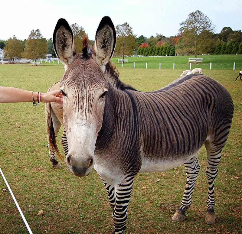 Zonkeys, Hinnies And Zebrasses (Oh My) - Modern Farmer